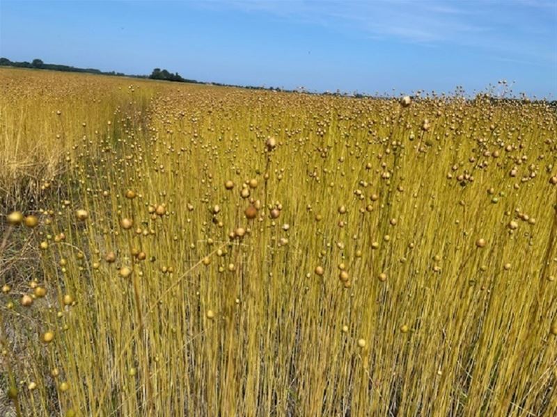 Vakantiegroeten uit Burgh-Haamstede