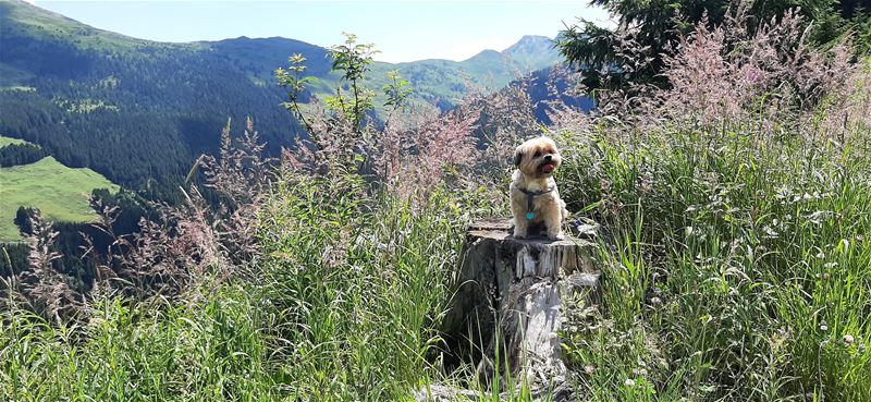 Vakantiegroeten uit Saalbach-Hinterglemm