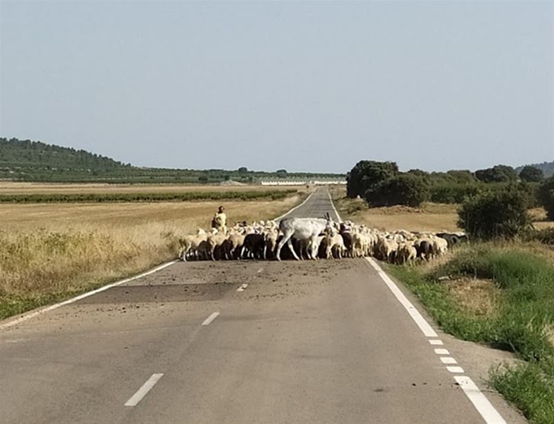 Vakantiegroeten uit Utiel-Requena