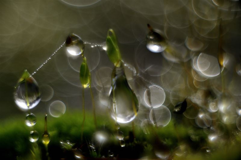 Van de regen in de kunstige drop