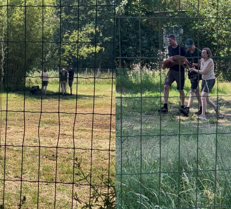 Vastgelopen ree bevrijd uit een weide