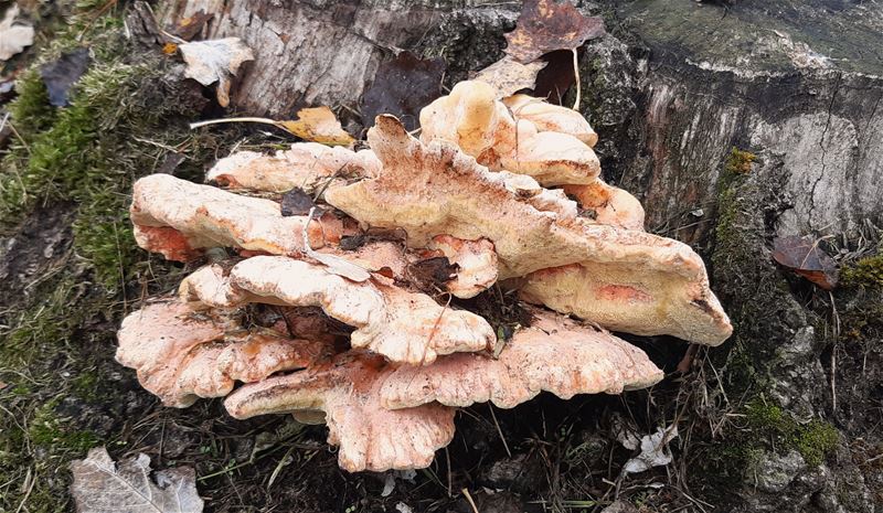 Verborgen pareltjes onder de bladeren