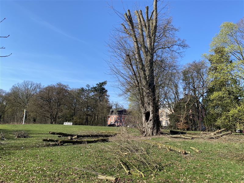 Veteraanbomen worden beter beschermd