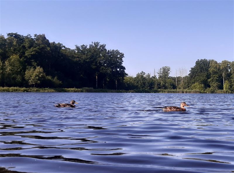 Vijf dagen op wandel door De Wijers
