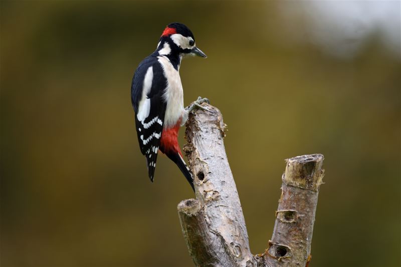 Vogels op bezoek in de tuin