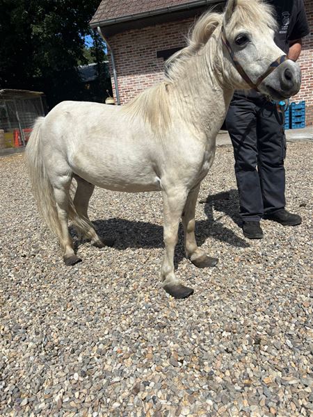 Voor 1 verwaarloosde pony kwam alle hulp te laat