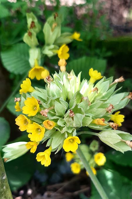 Voorjaarsbloemen staan in bloei