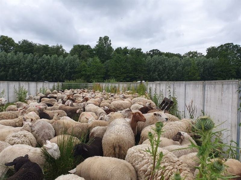 VZOC: 338 verwaarloosde schapen in één week tijd