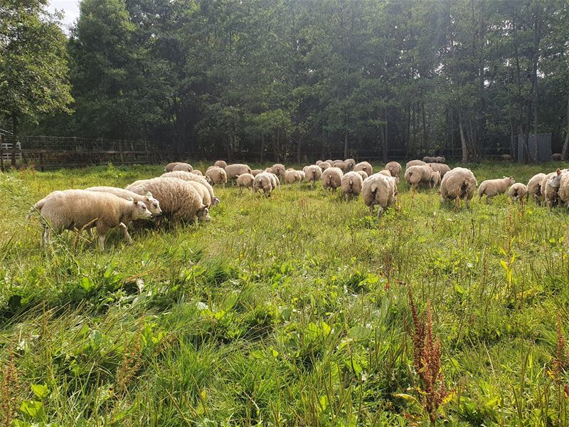 VZOC haalt 84 uitgehongerde schapen op