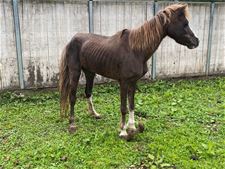 VZOC heeft dagvaarding ontvangen in paardenzaak