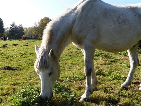 VZOC overspoeld met 203 paarden in 2015