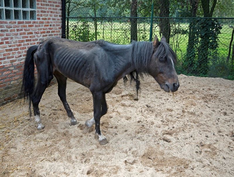 VZOC ving vorig jaar 1.922 verwaarloosde dieren op