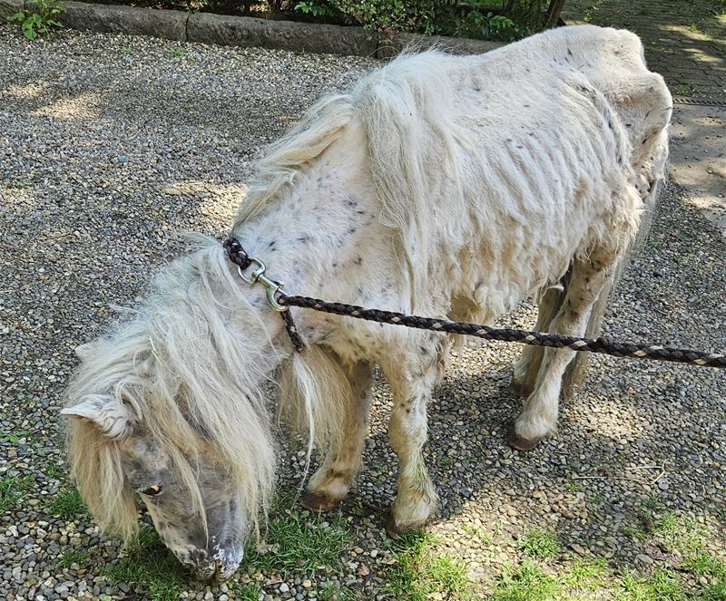 VZOC ving vorig jaar 477 schapen en 145 paarden op