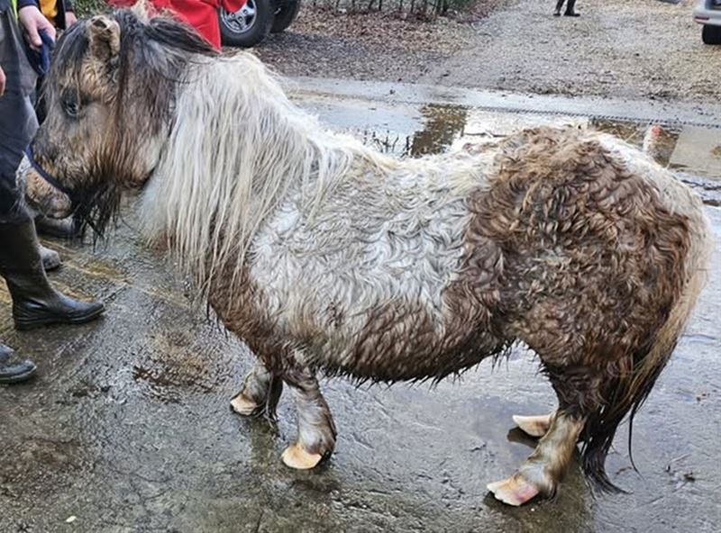 Weer drie pony's in beslag genomen