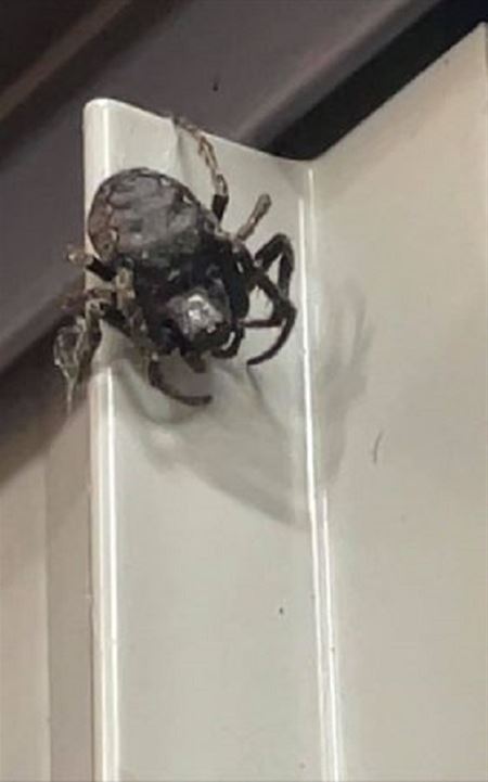 Wie kent deze spin?