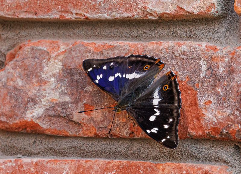 Zeldzame grote weerschijnvlinder gespot