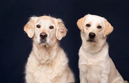 Zolders bedrijf helpt Centrum Blindegeleidehonden