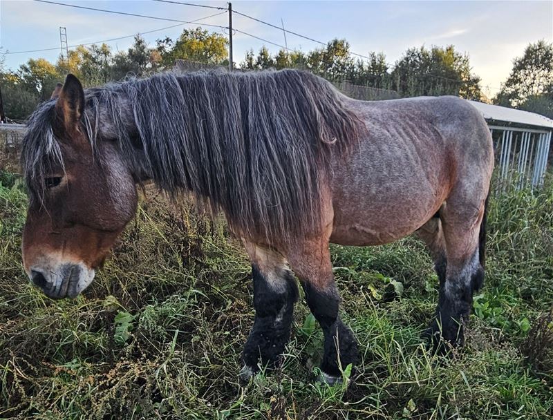 Zwaar verwaarloosd boerenpaard in VZOC