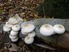 paddenstoelen-groot-en-klein-8