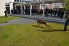 demo-met-politiehonden-in-het-sfc