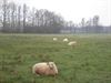 zelfs-de-schapen-op-bovy-hebben-het-door