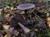 de-paddenstoelen-staan-er-weer-3
