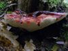 de-paddenstoelen-staan-er-weer-5