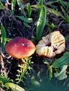 de-paddenstoelen-staan-er-weer-13