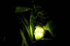 glimwormen-een-maand-te-vroeg