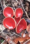ook-in-het-voorjaar-staan-er-paddenstoelen