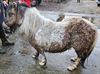 weer-drie-pony-s-in-beslag-genomen