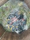 al-vele-jonge-vogels-in-de-nestkasten-van-bovy
