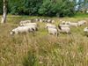 schapen-worden-ingezet-voor-natuurbeheer