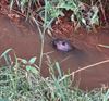 bever-gespot-in-de-mangelbeek