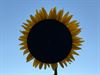 morgen-is-het-eclips-time