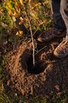 gemeente-biedt-gratis-bloeiende-bomen-aan