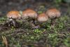 morgen-begint-de-herfst