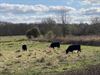 limburgs-landschap-verwierf-4-extra-natuurgebieden