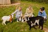 damhert-steunt-animal-sans-toit-in-viemme