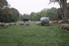 de-schapen-zijn-ontwaakt-en-weer-vertrokken