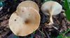 herfst-in-de-natuur-1