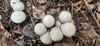 herfst-in-de-natuur-5