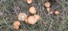 herfst-in-de-natuur-6