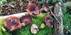 herfst-in-de-natuur-10