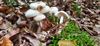 herfst-in-de-natuur-11