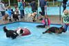 Honden zwemmen is overdonderend succes