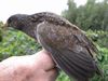 Zeldzame Vlaamse vogels (2)