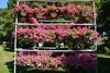 Fuchsiaflora 2016 op weg naar succesedtiie