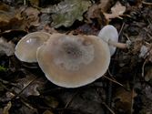 Een rijk paddenstoelenseizoen (3)