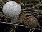 Een rijk paddenstoelenseizoen (3)